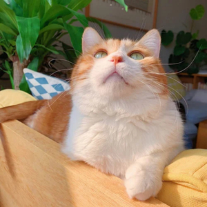 中国一级特黄真人毛片免费视频
